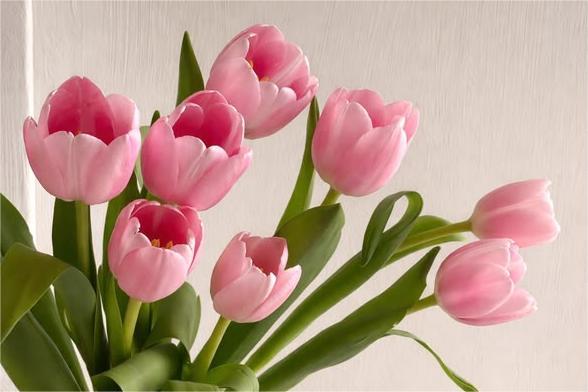 Букет тюльпанов